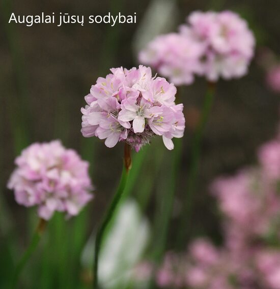 Gvaizdė (Armeria transmontana) 